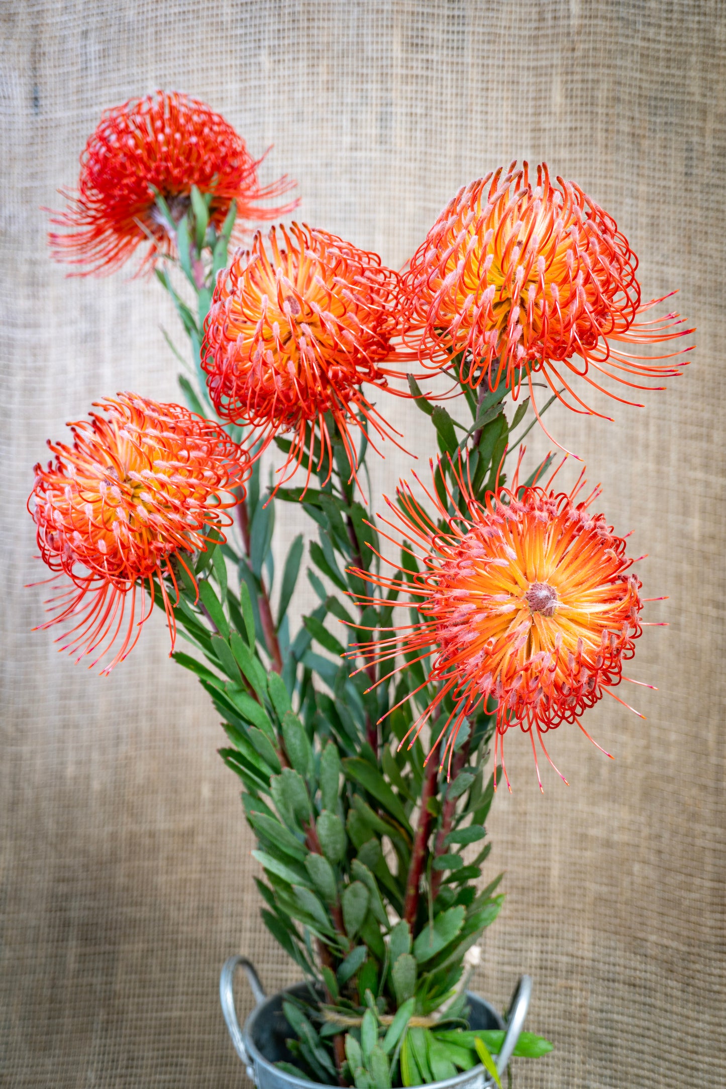 Leucospermum - Pin Cushion (Red)