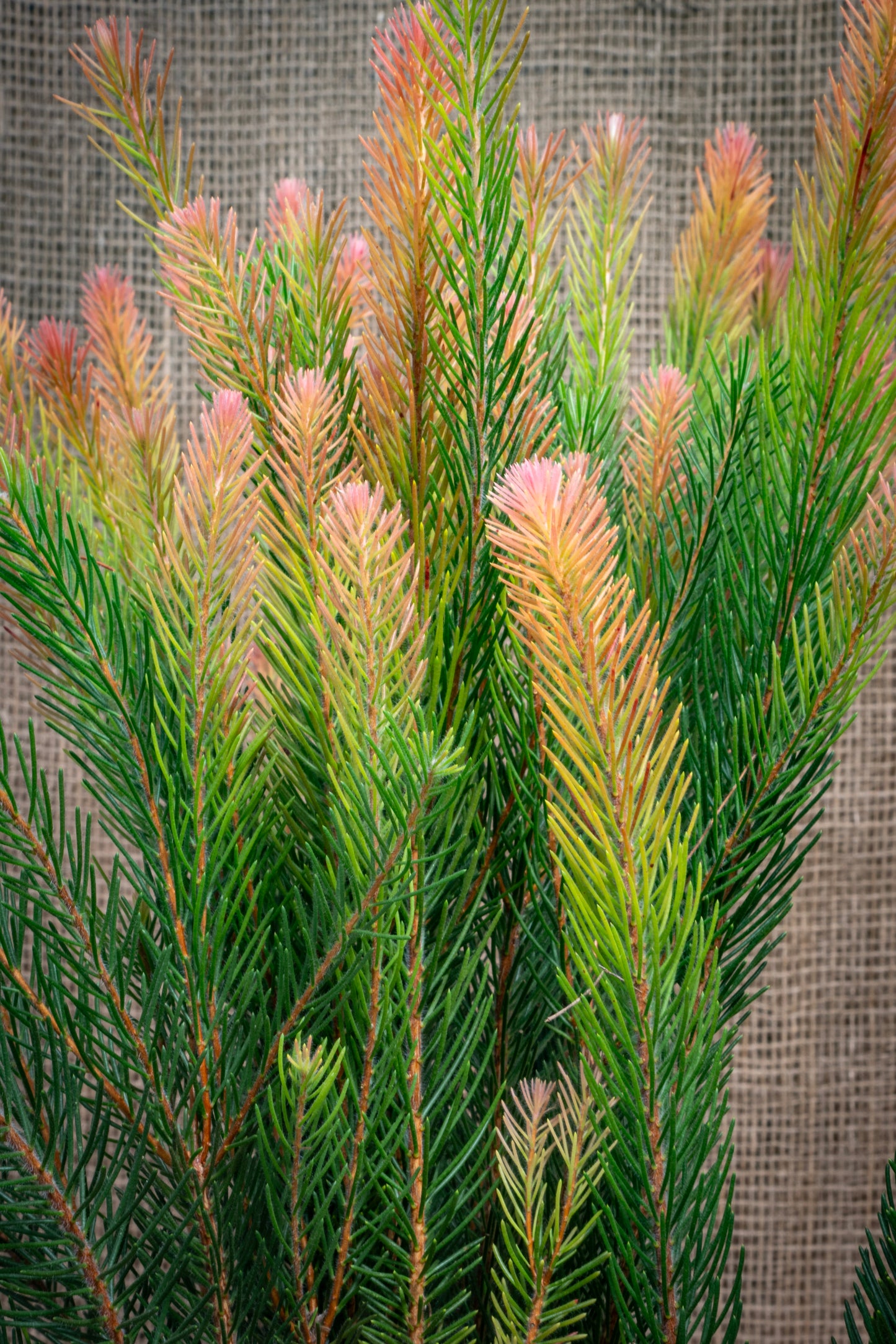 Australian Pine