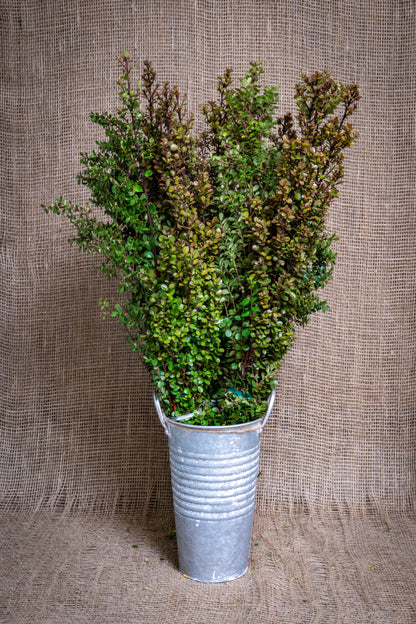 Boxwood - African