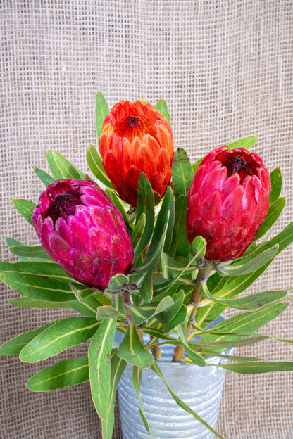 Protea - Tinted