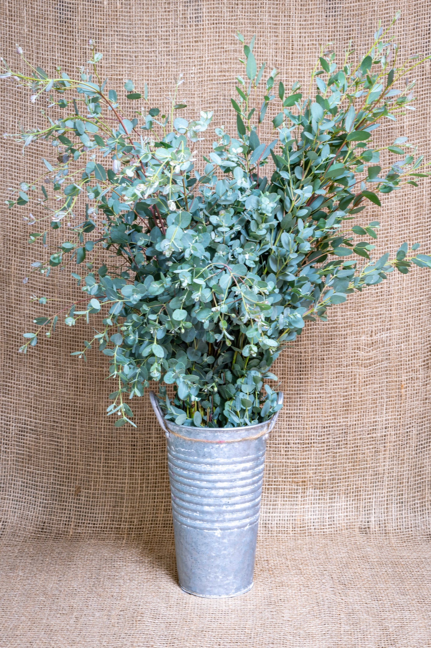 Eucalyptus - Cinerea