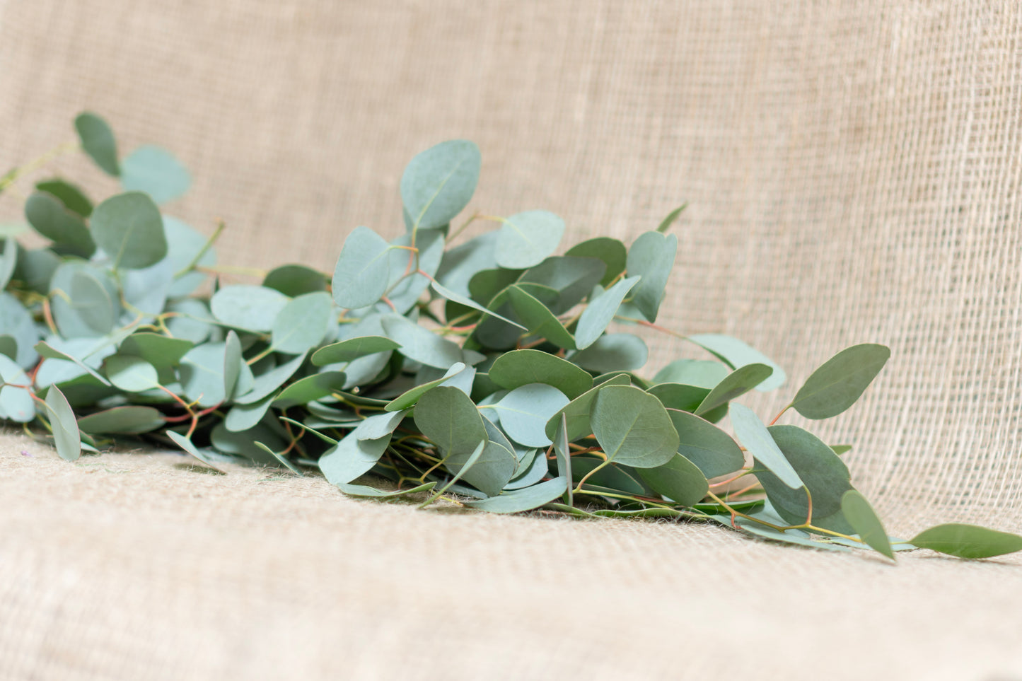 Garland - Eucalyptus Silver Dollar