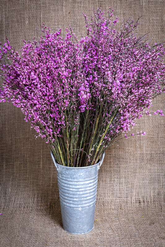 Ginestra - Lavender