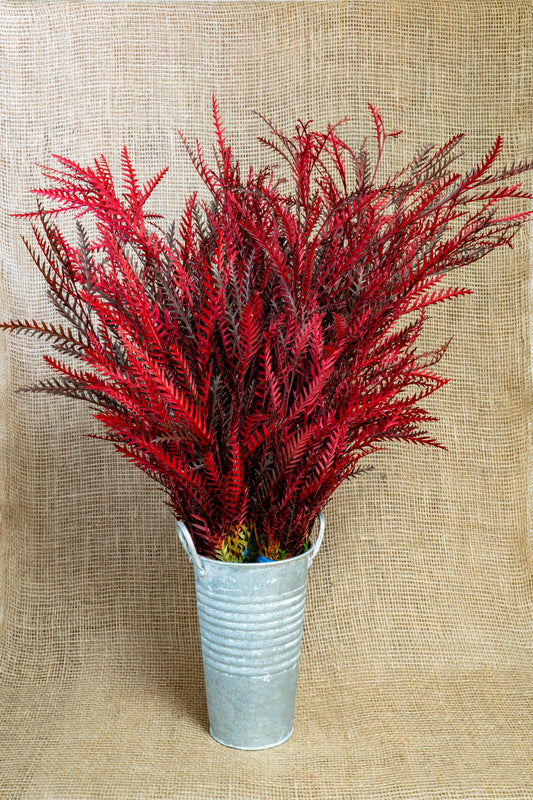 Grevillea - Red Tinted