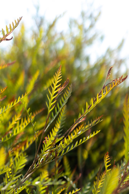 Garland - Grevillea Ivanhoe