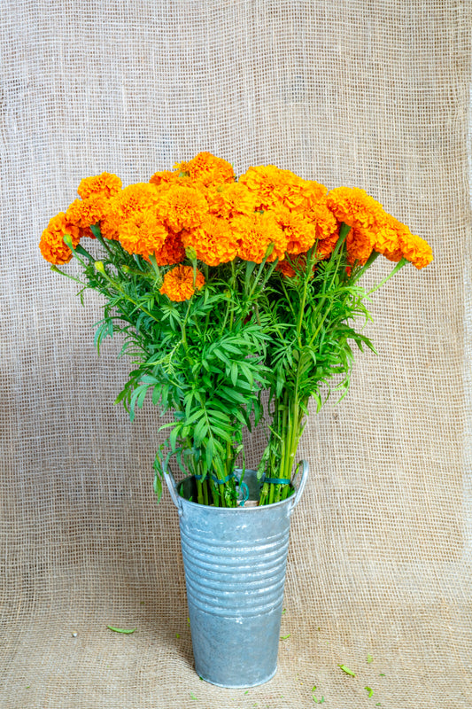 Marigold -  African Orange