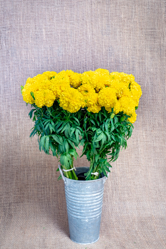 Marigold - African Yellow