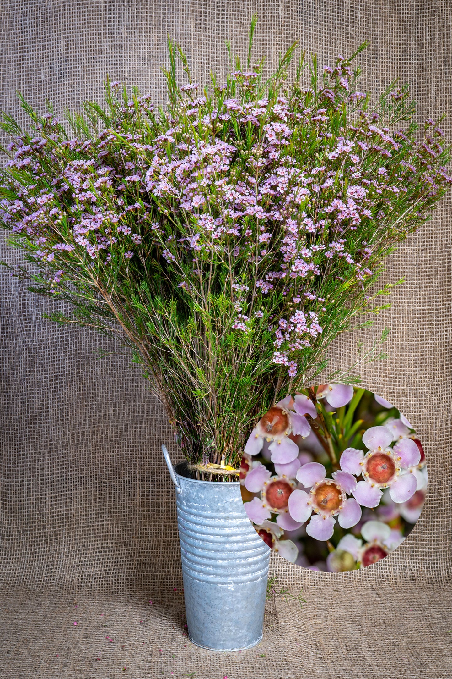 Waxflower - Mullering Brook