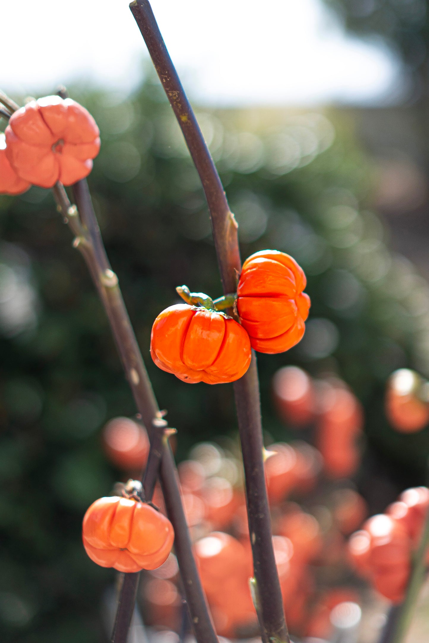 Pumpkin Trees