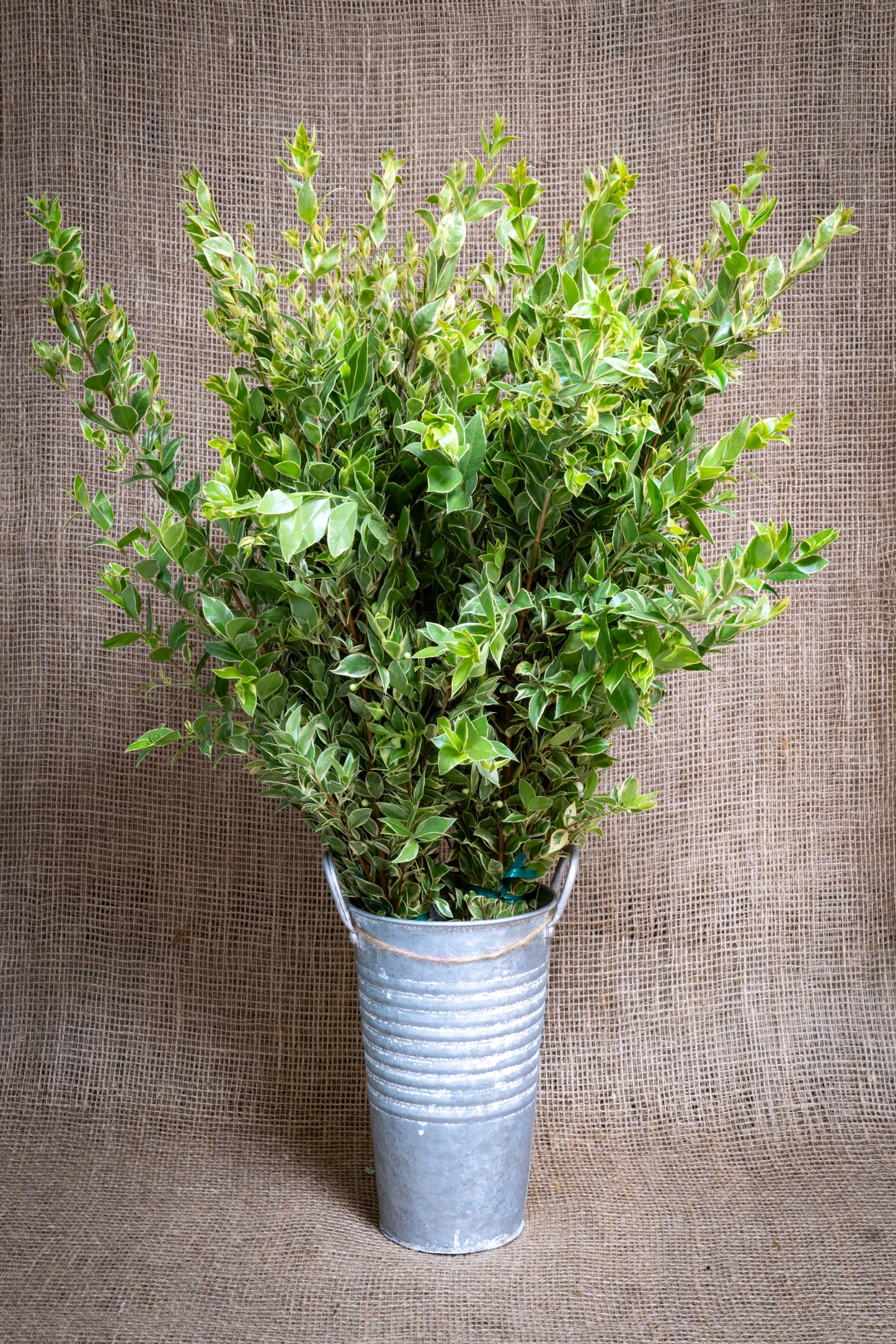 Rhamnus - Variegated