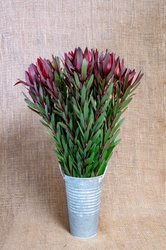 Leucadendron - Safari Sunset