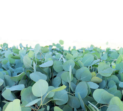 Garland - Eucalyptus Silver Dollar