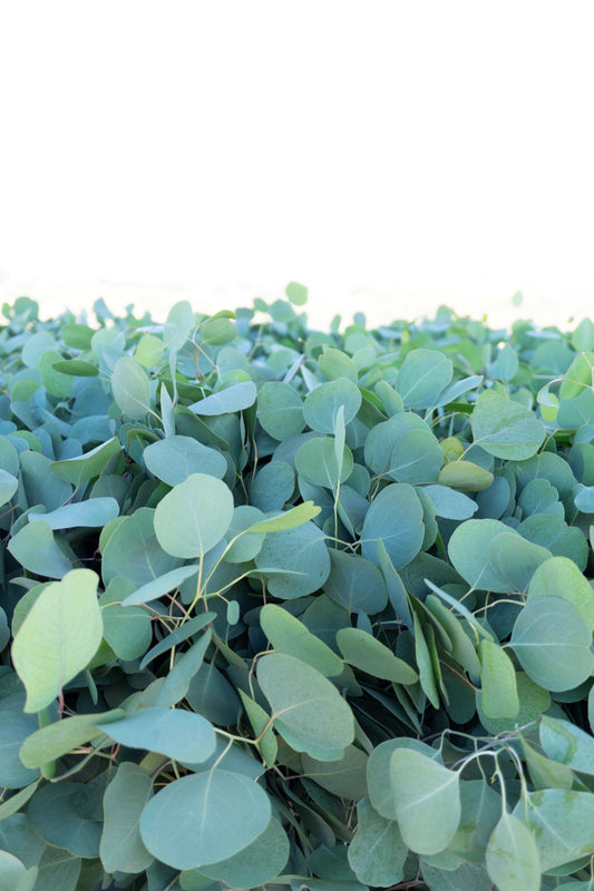 Garland - Eucalyptus Silver Dollar