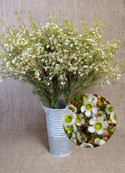 Waxflower - Albany (Hybrid)