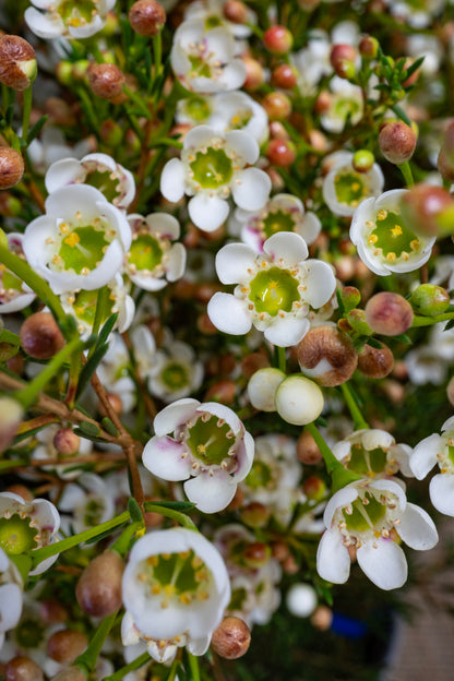 Waxflower - Albany (Hybrid)