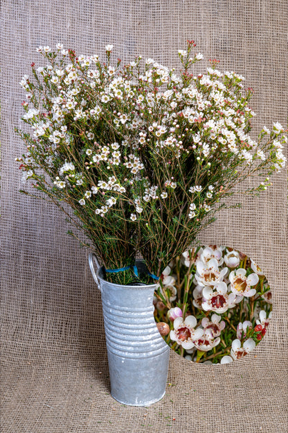 Waxflower - Blondie (Hybrid)