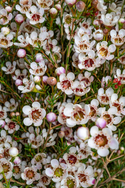 Waxflower - Blondie (Hybrid)