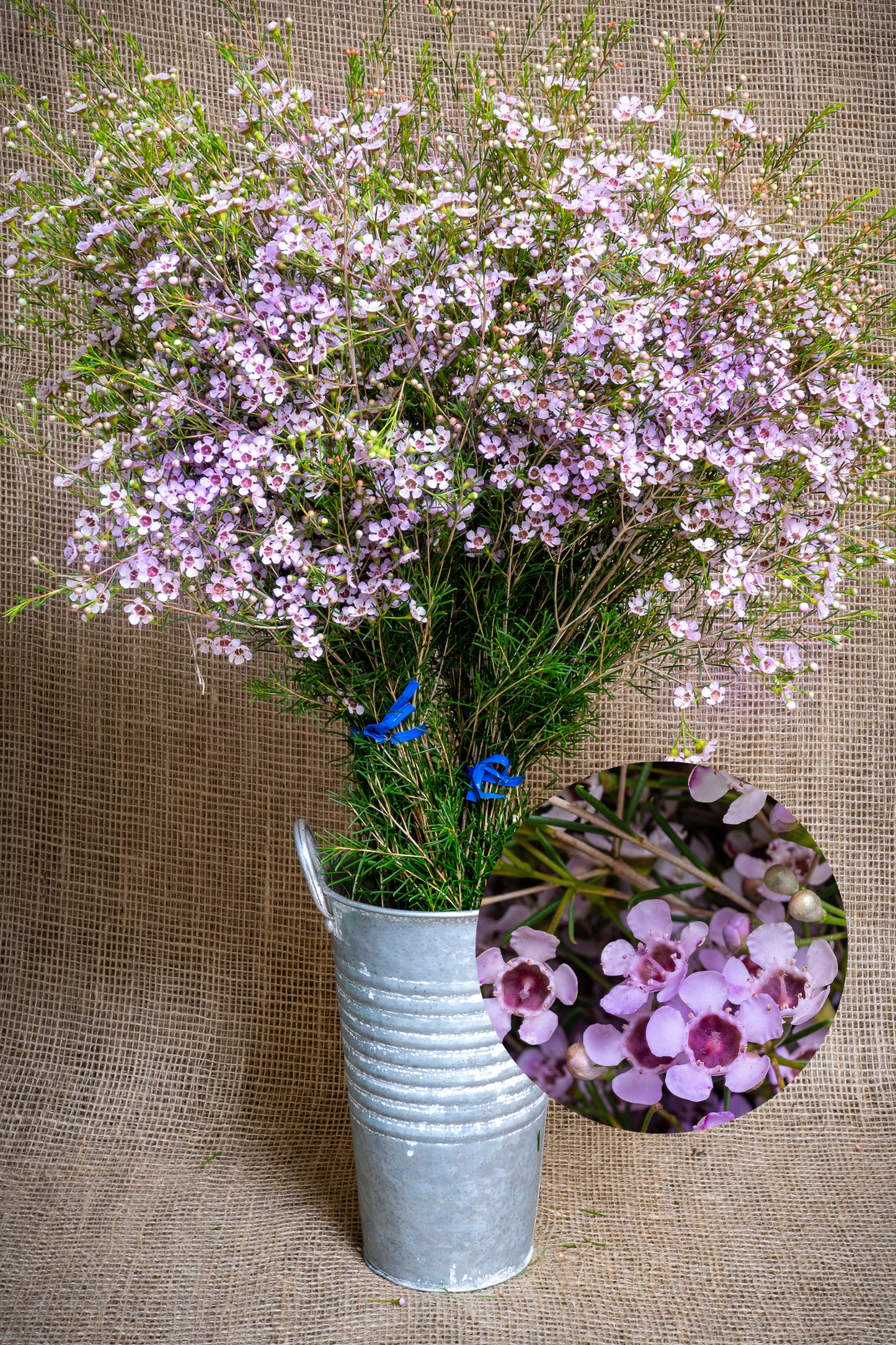 Waxflower - Catalina