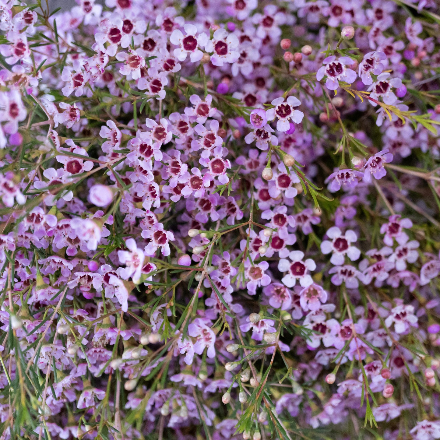 Waxflower - Catalina