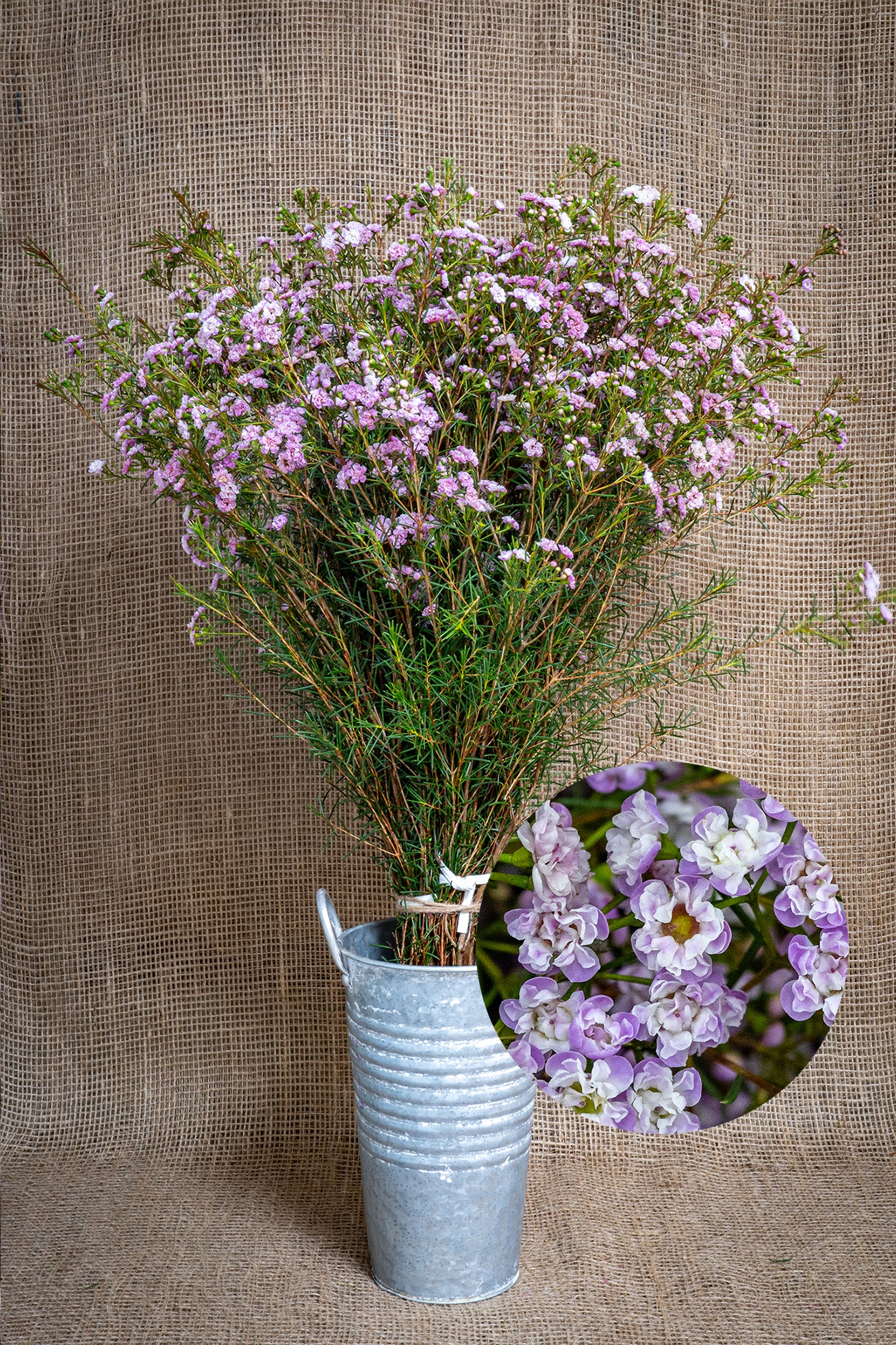 Waxflower - Dancing Queen