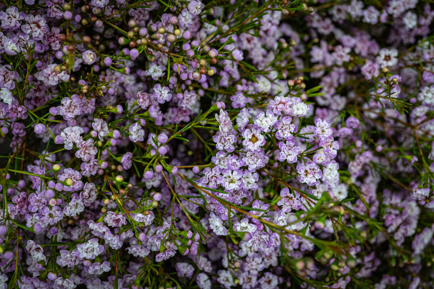 Waxflower - Dancing Queen