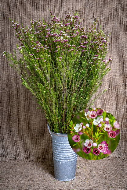 Waxflower - Delight