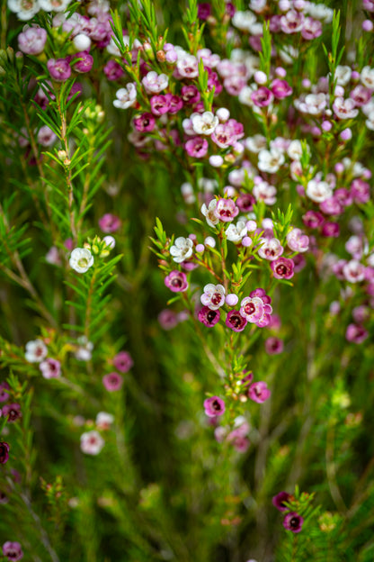 Waxflower - Delight