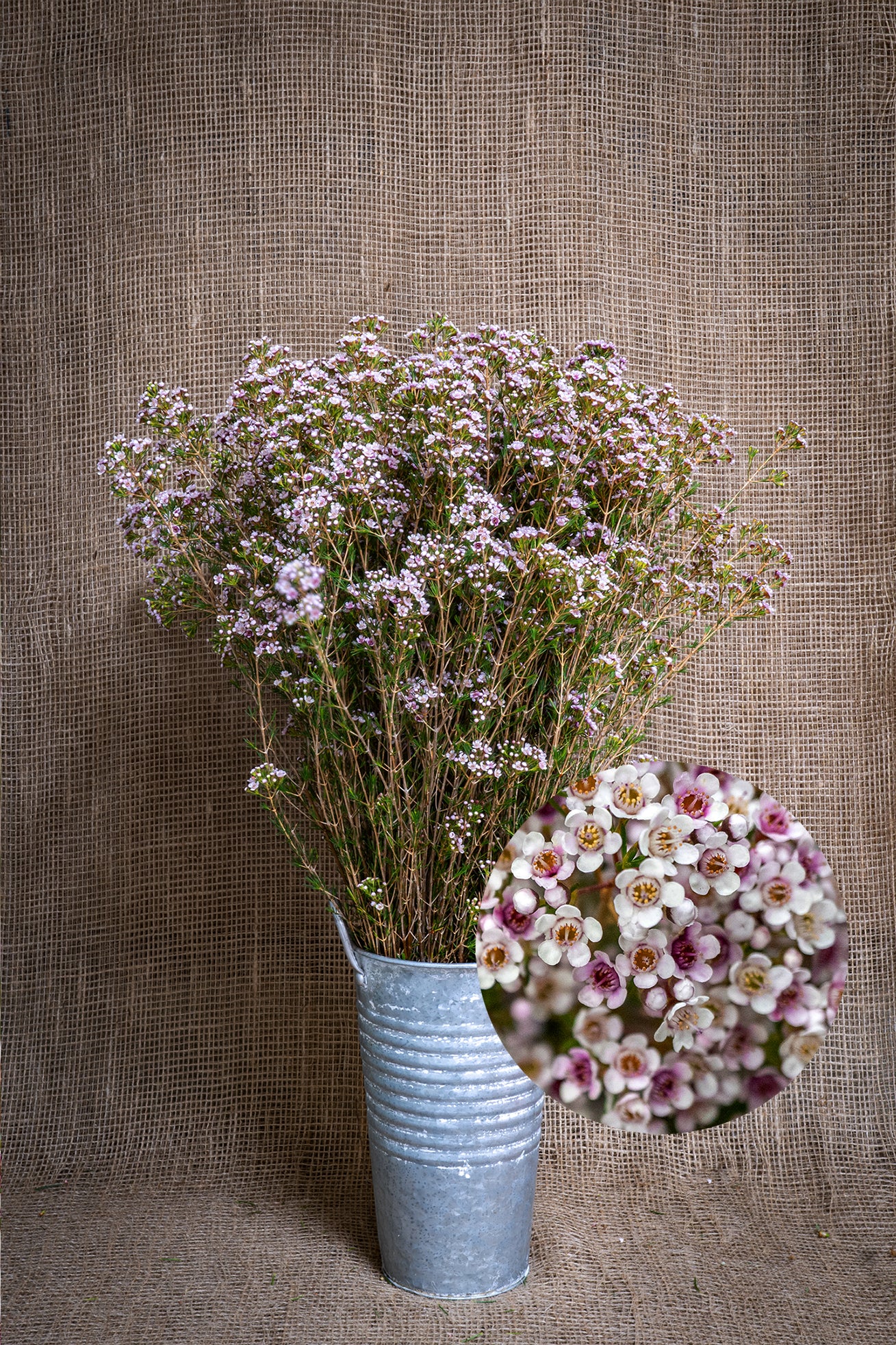 Waxflower - Jasper