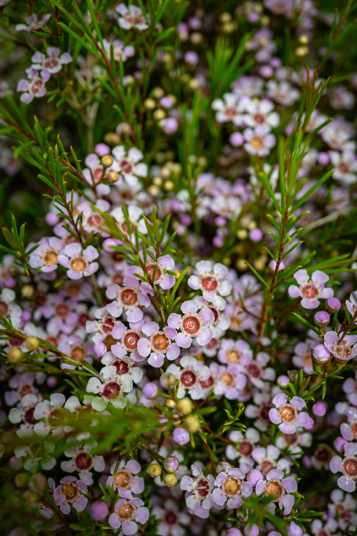 Waxflower - Mullering Brook