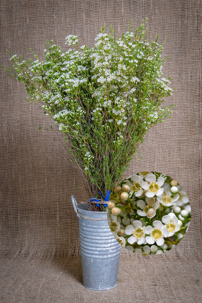 Waxflower - White Mullering Brook