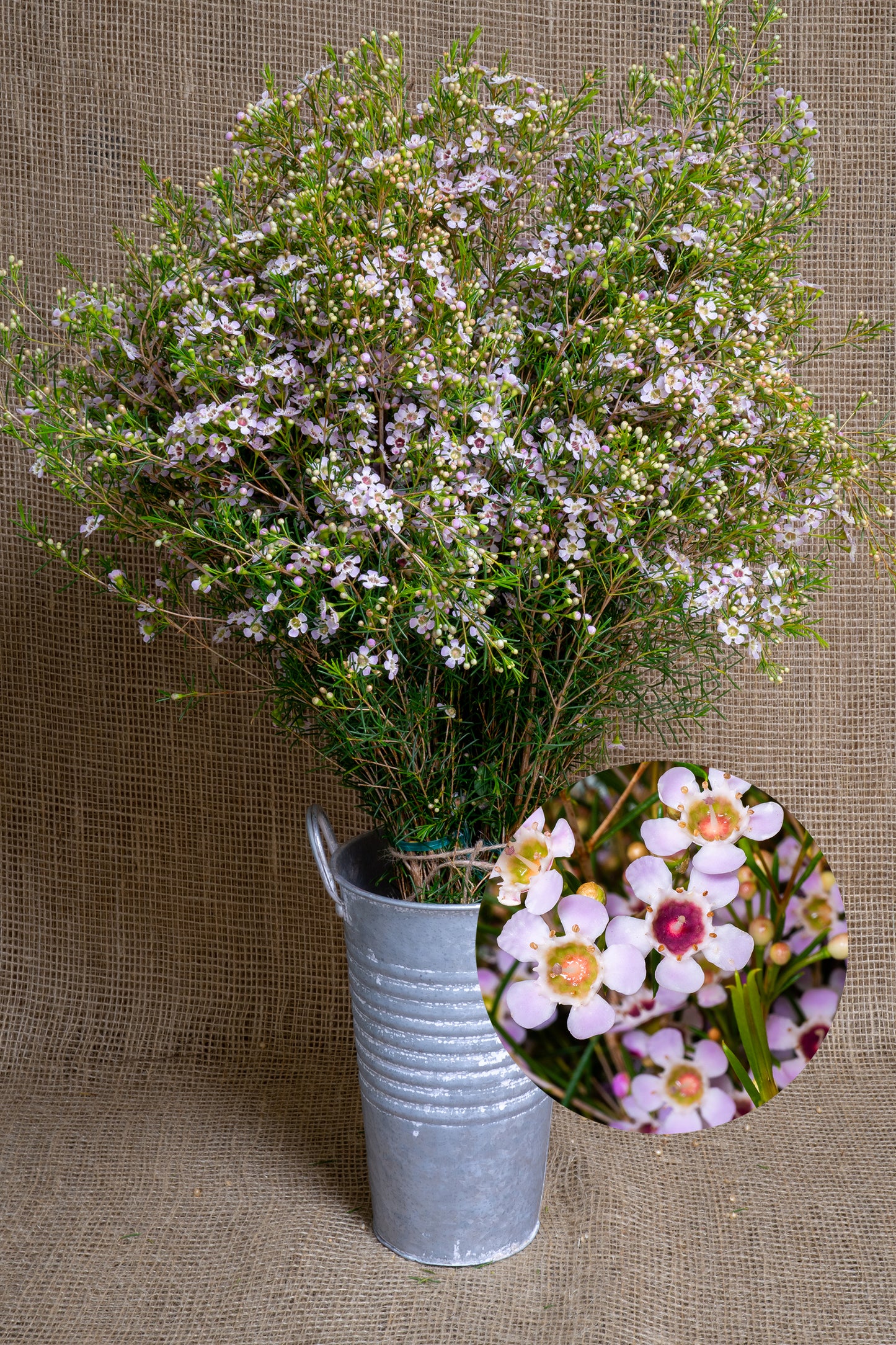 Waxflower - Mystic Pearl