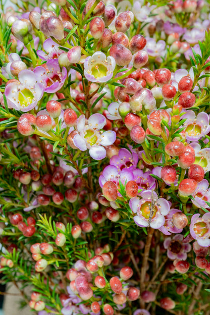 Waxflower - Painted Lady (Hybrid)