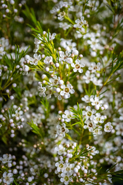 Waxflower - Princess