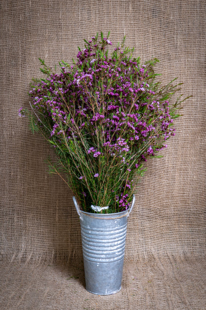 Waxflower - Purple Lady Stephanie