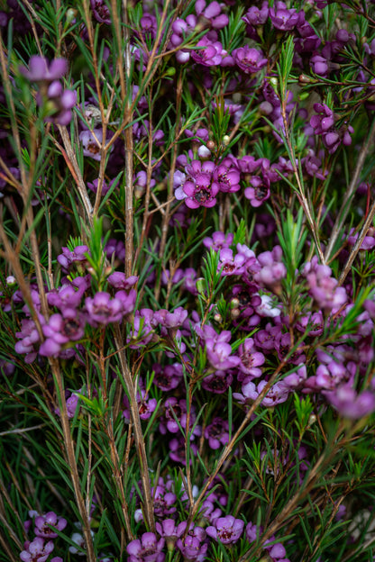 Waxflower - Purple Lady Stephanie