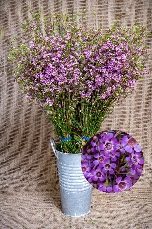 Waxflower - Purple Pride