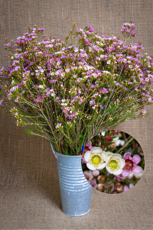 Waxflower - Revelation