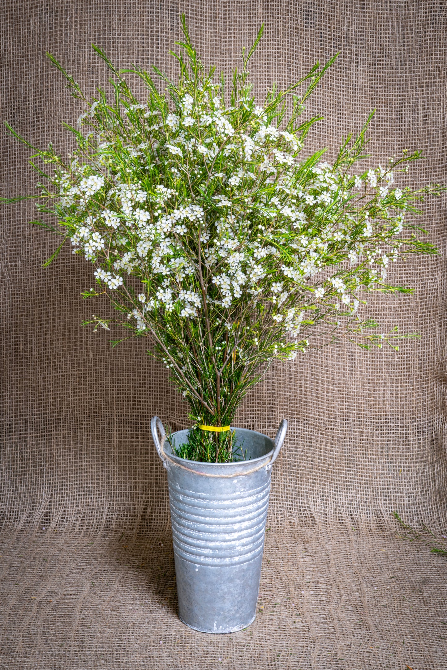 Waxflower - Summer White