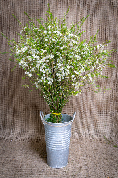 Waxflower - Summer White