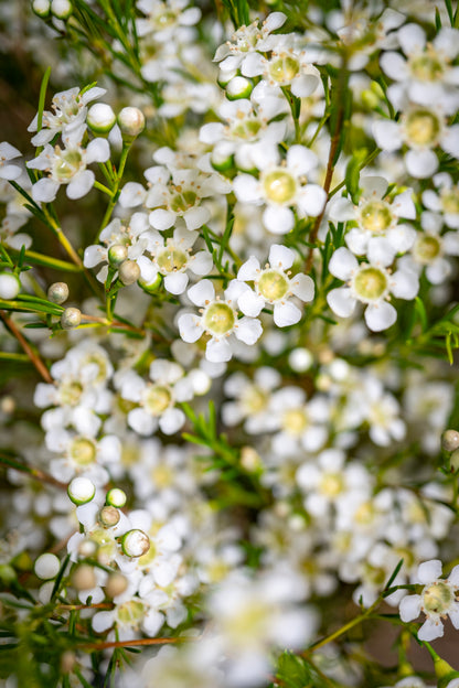 Waxflower - Summer White