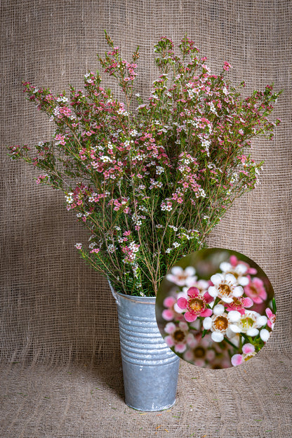 Waxflower - Sweet Sixteen