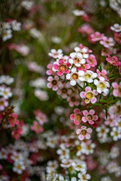 Waxflower - Sweet Sixteen