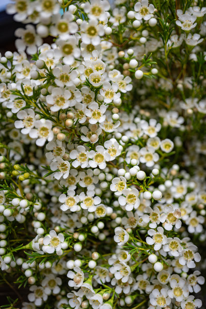 Waxflower - White Mullering Brook